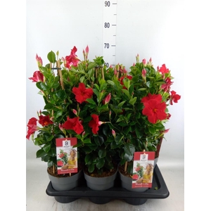 Mandevilla am. 'Diaman Topaze Ver'