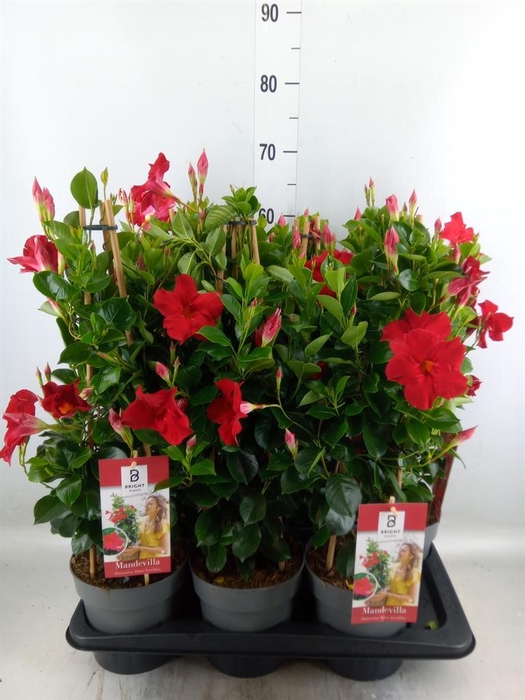 <h4>Mandevilla am. 'Diaman Topaze Ver'</h4>