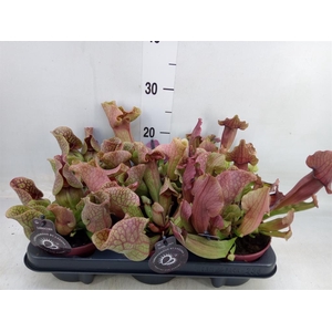 Sarracenia   ...