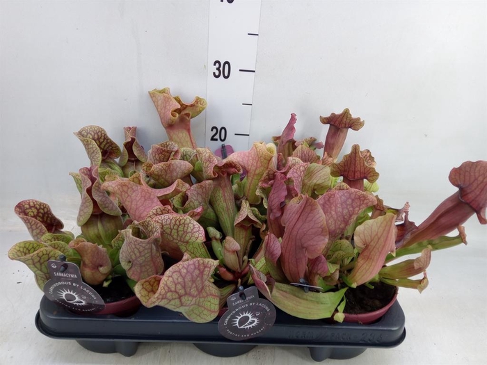 <h4>Sarracenia   ...</h4>