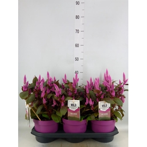 Celosia spic. 'Wild Pink'