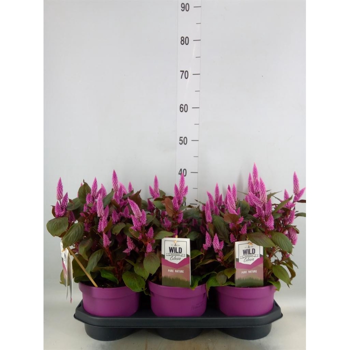 <h4>Celosia spic. 'Wild Pink'</h4>