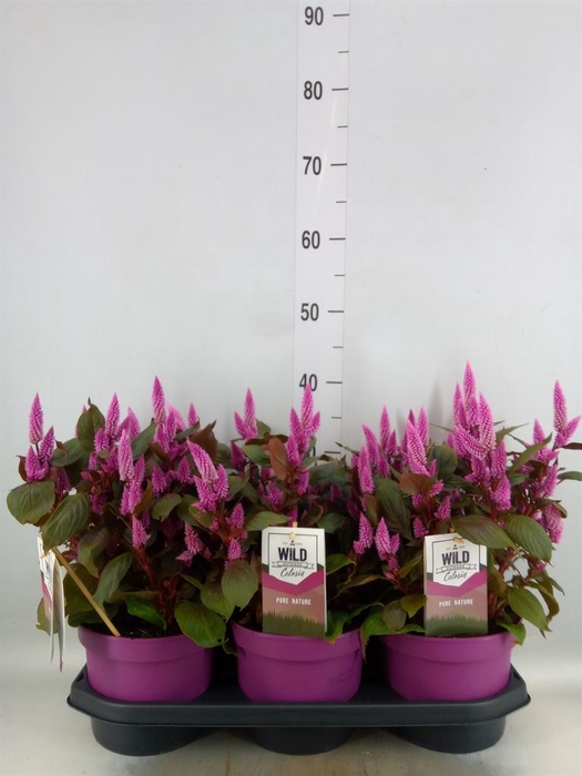 Celosia spic. 'Wild Pink'
