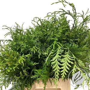 Conifeer Thuja Groen