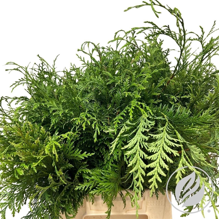 <h4>Conifeer Thuja Groen</h4>