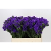 Limonium sinuatum Navy Sun Birds