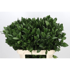 Ruscus aculeatus   ...groot blad