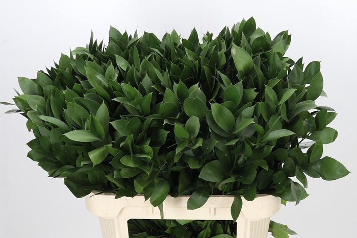 <h4>Ruscus aculeatus   ...groot blad</h4>
