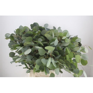 Euca Populus 300gr P Bunch