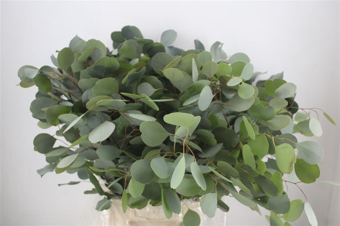 <h4>Euca Populus 300gr P Bunch</h4>