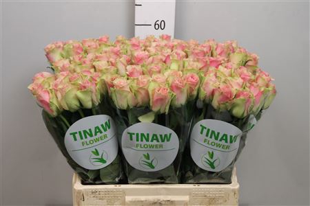 <h4>R Gr Belle Rose</h4>