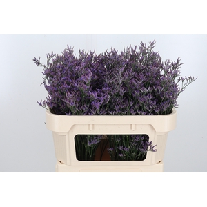 Lim Piuma Dark Blue