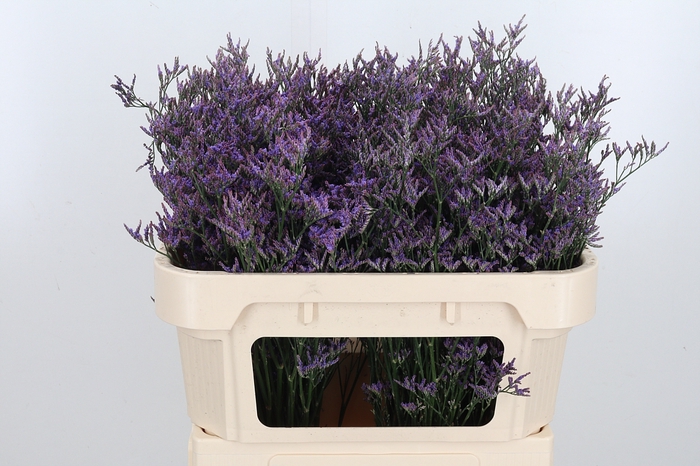 <h4>Lim Piuma Dark Blue</h4>