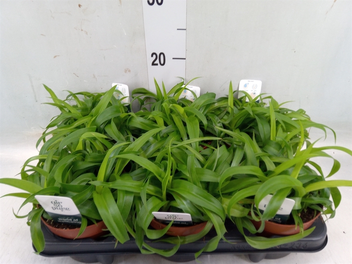 <h4>Chlorophytum com. 'Green Bonnie'</h4>