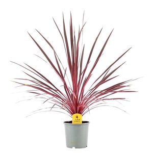 Cordyline Australis Charlie Boy - 17cm