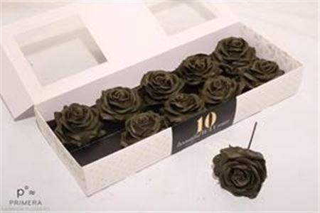<h4>Roos Wax Zijde 505 Xxx</h4>