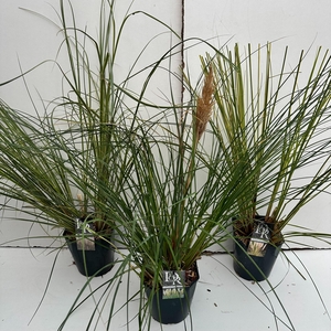 Graminées Cortaderia sell. Mix