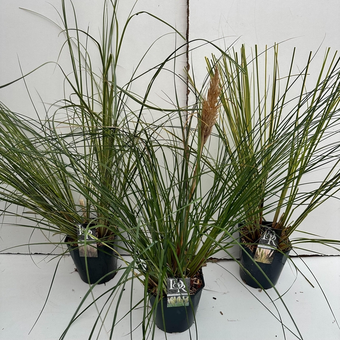 <h4>Graminées Cortaderia sell. Mix</h4>
