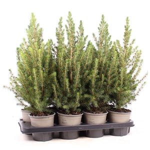 Picea glauca Conica