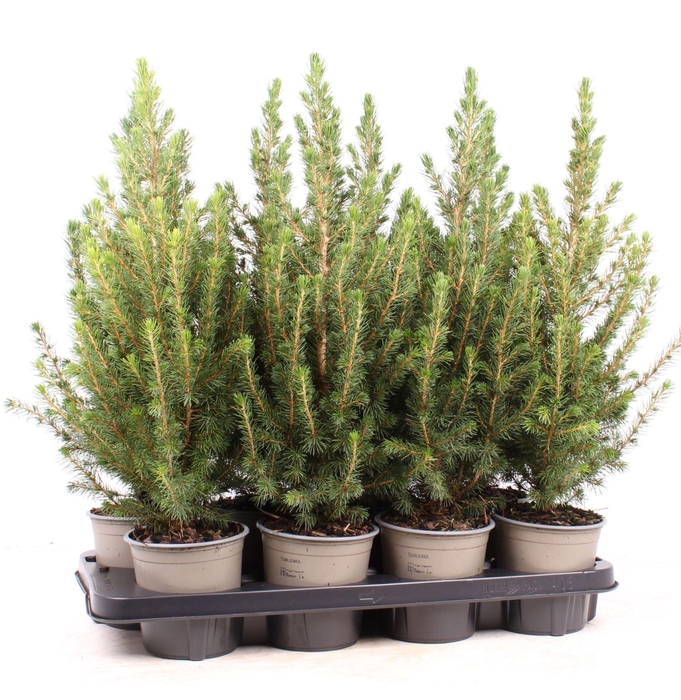 <h4>Picea glauca Conica</h4>