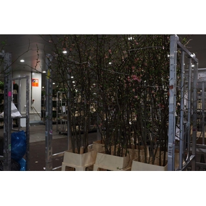 Chaenomeles Jap Pink 200 220cm P Stem X10