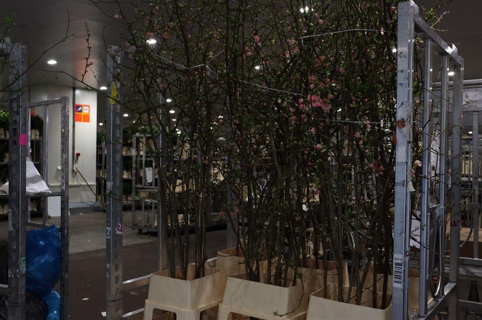 <h4>Chaenomeles Jap Pink 200 220cm P Stem X10</h4>