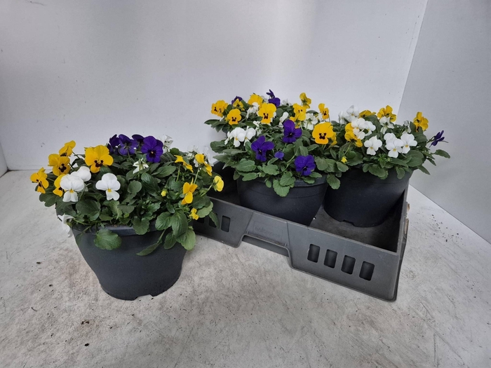 <h4>Vio Co End Gem</h4>