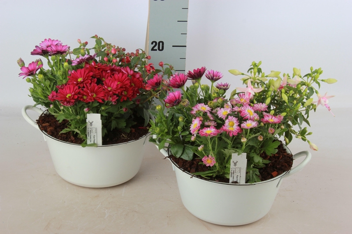 <h4>ARR TUINPLANTEN</h4>