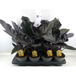 Alocasia   ...