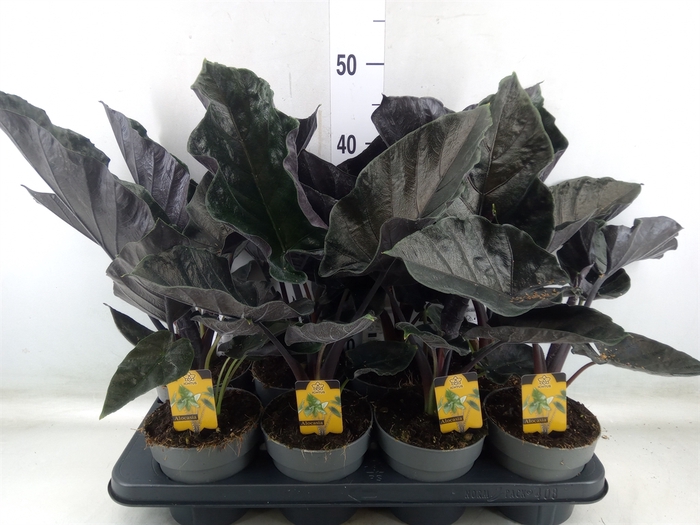 <h4>Alocasia   ...</h4>