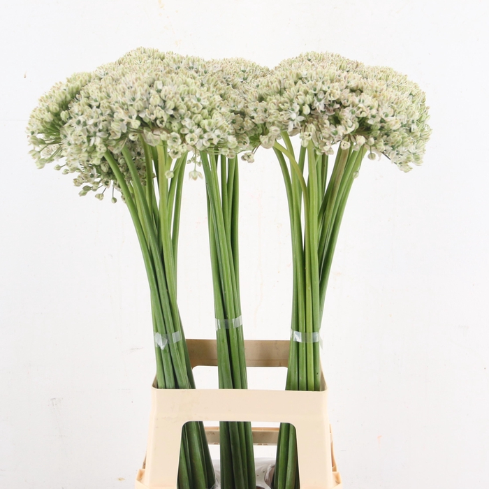 <h4>ALLIUM NIGRUM</h4>