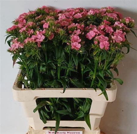 <h4>Di Barb B Zalmrose</h4>