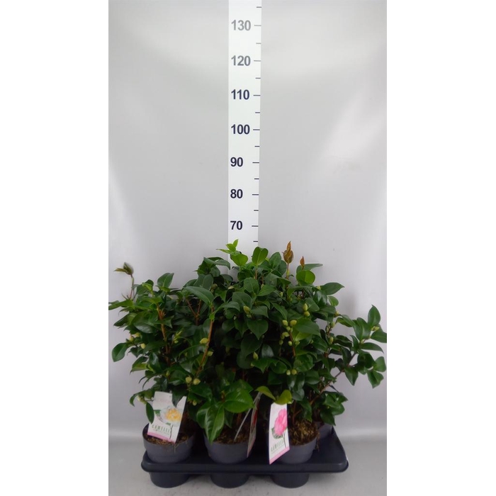 <h4>Camellia   ...mix 3</h4>