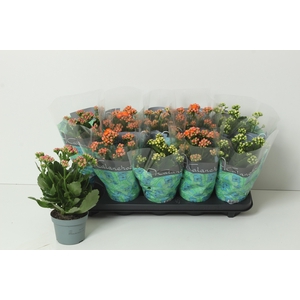 KAL GE PERF GEM 5 KL