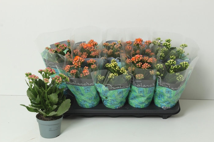 <h4>KAL GE PERF GEM 5 KL</h4>