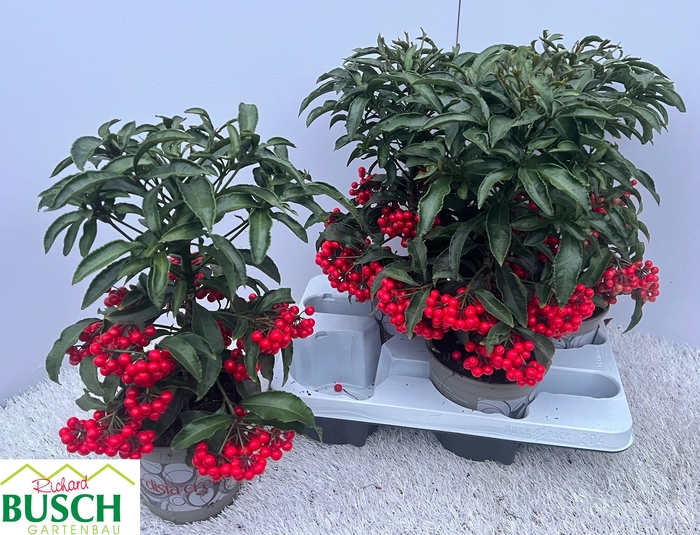 <h4>ARDIS CRENATA</h4>