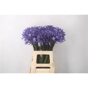 Agapanthus Dr Brouwer Blue