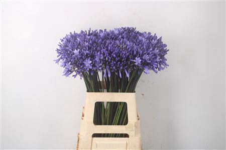 <h4>Agapanthus Dr Brouwer Blue</h4>