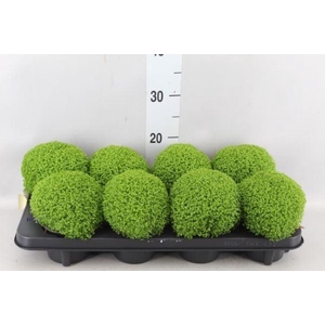 Selaginella apoda