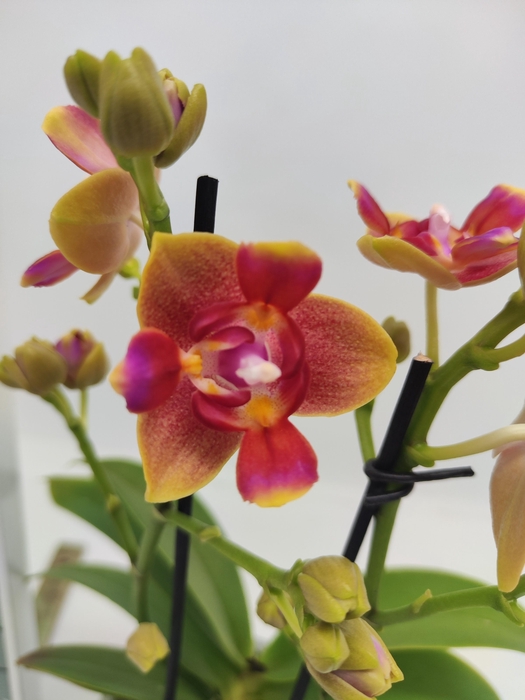 <h4>Limited 47 week 2</h4>