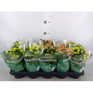 Kalanchoe blos. 'Rosalina'  ..mix 5