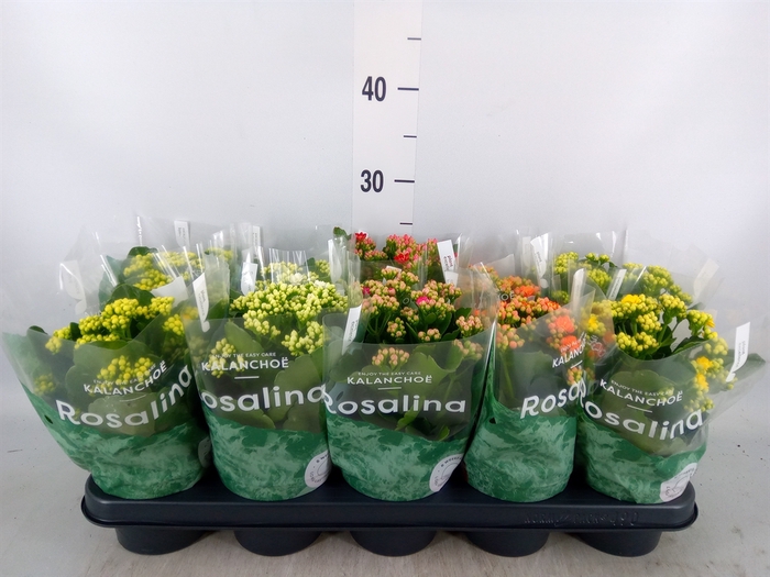 <h4>Kalanchoe blos. 'Rosalina'  ..mix 5</h4>