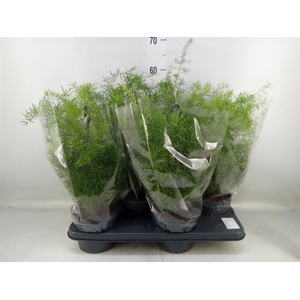 Asparagus dens. 'Sprengeri'