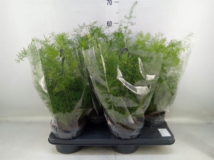 <h4>Asparagus dens. 'Sprengeri'</h4>