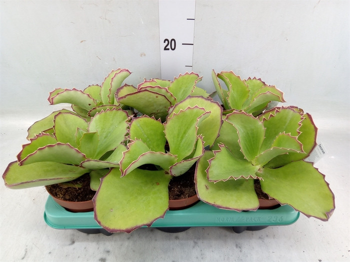 <h4>Kalanchoe NF   ...</h4>