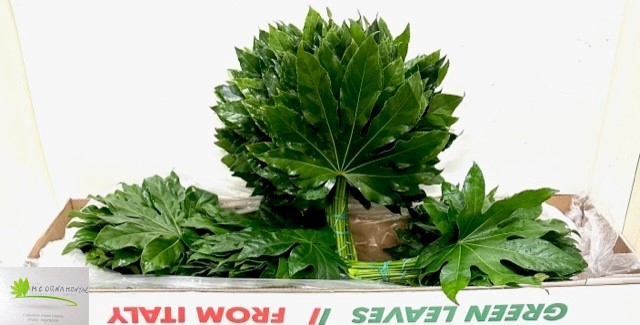 <h4>FATSIA JAPONICA BLAD</h4>