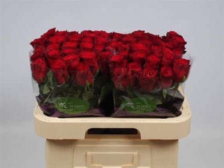<h4>R GR RHODOS</h4>
