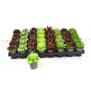 SEMPERVIVUM MIX P6