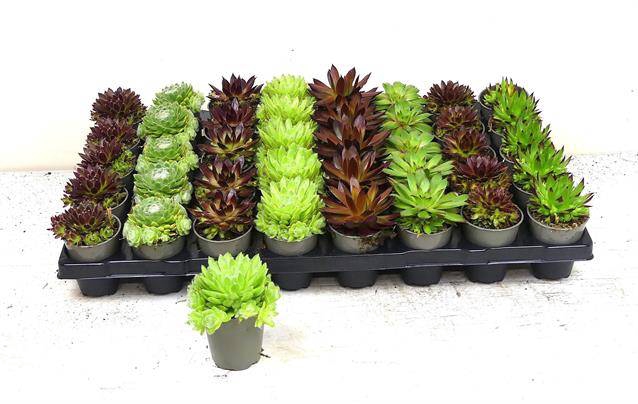 <h4>SEMPERVIVUM MIX P6</h4>