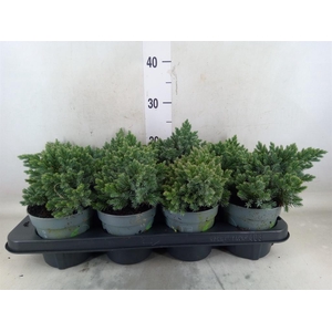 Juniperus squamata 'Blue Star'